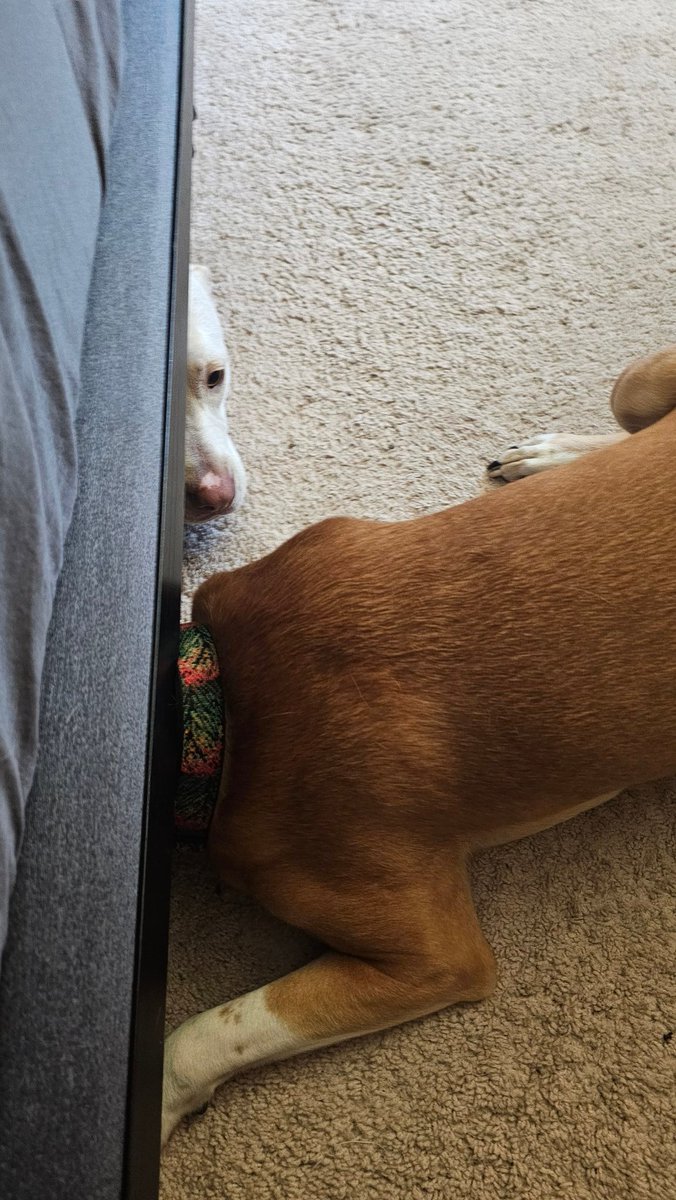 drnik46's tweet photo. Rio just going after Ruby this morning instead of letting her hide under the bed. #DailyRio #RubyRoo #RioAndRuby https://t.co/9C39lOsRGx