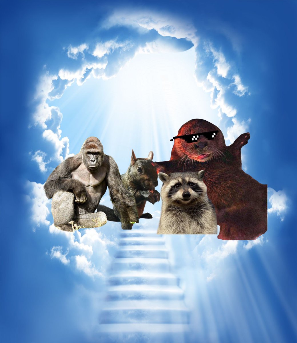 Ozzy the Otter 🦦 tweet media