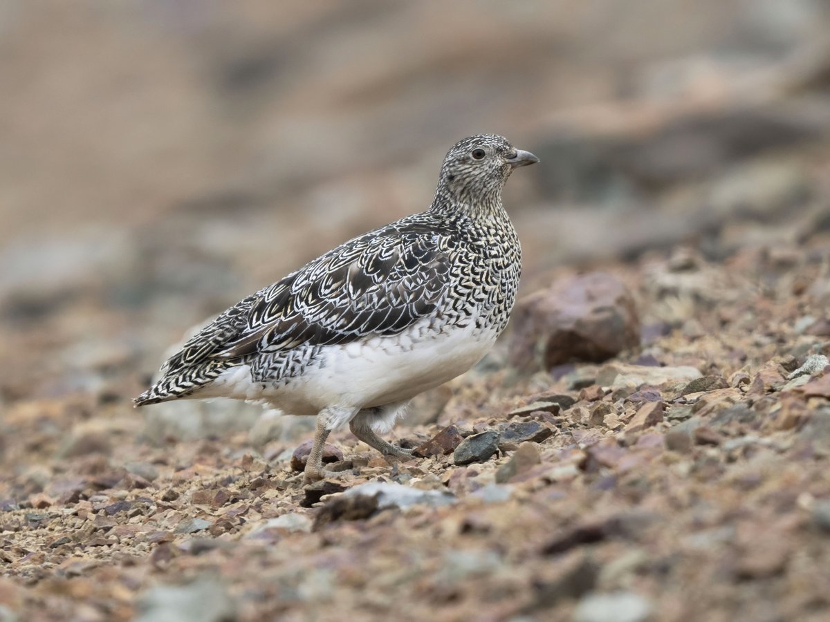 John Oates tweet media