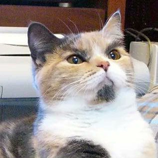 PamphletsY's tweet image. Cats are Leninist