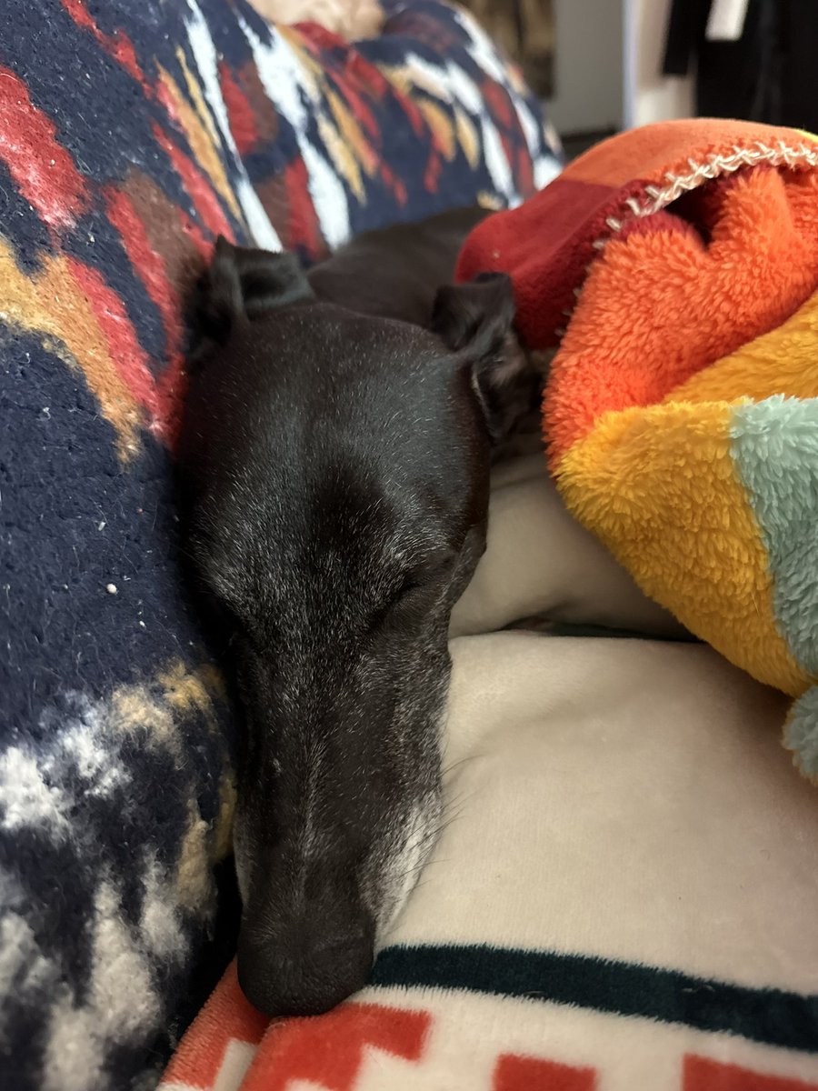 BlazeDrinkwine's tweet image. 🥹🥹🥹 #WhippetWednesday