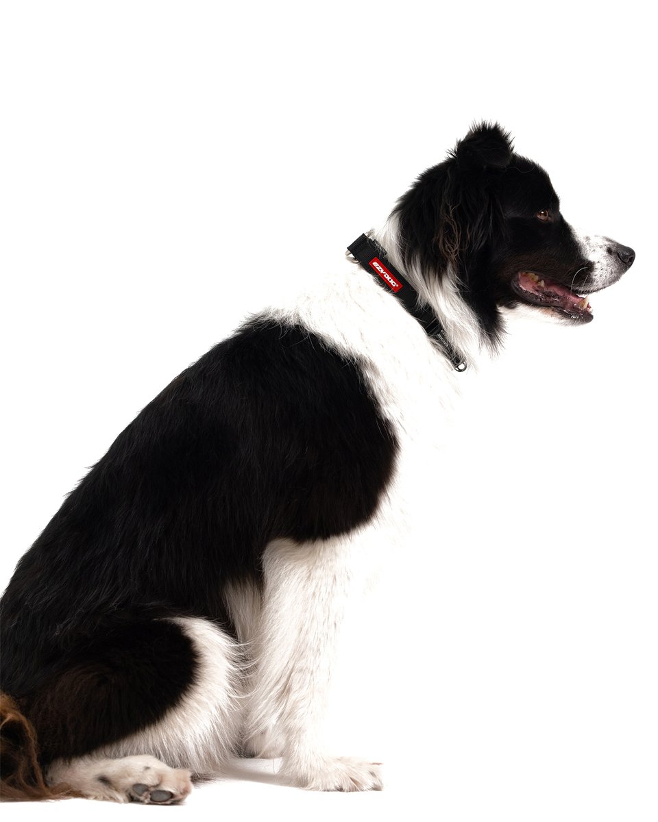 A collar you can trust.

EzyDog Checkmate Training Collar, the ideal tool to correct unwanted behaviours while ensuring your dog's comfort and safety.

#ezydog #dog #training #collar #dogcollar #dogs #dogscollar #martingale #dogtraining