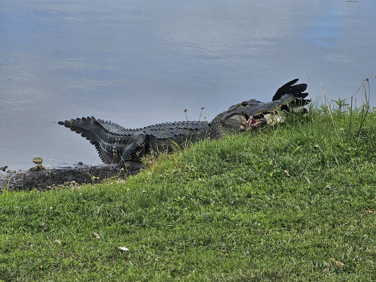 🌿Nothing beats the beauty of the golf course, where stunning views meet nature! But remember, we share this paradise with some intriguing wildlife. 🐊💧 Keep your eyes peeled for alligators and water moccasins lurking between holes #1 and #9. Stay Safe!