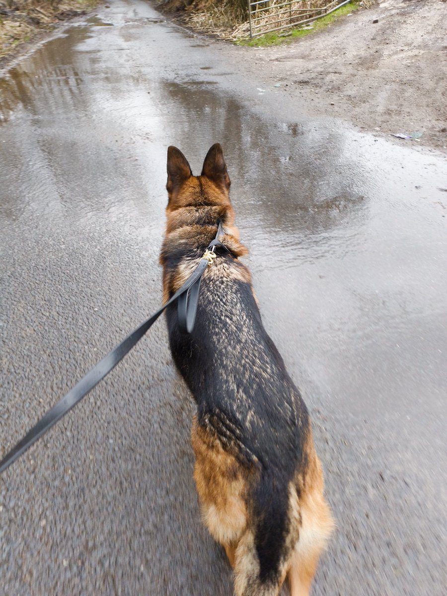 ADBdogwalks's tweet photo. #gsre #GermanShepard Benji https://t.co/UciO63JqAy