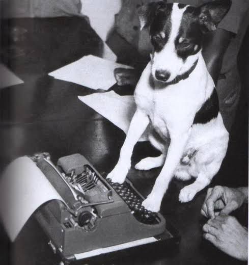 eusamantalima's tweet photo. VOCÊ CONHECE ESSE CACHORRO DA FOTO?

O Botafogo tem um cachorro como mascote, mas você sabia que ele é inspirado num cachorro de verdade?

Vem comigo nesse fio curtinho conhecer o BIRIBA 🧶 https://t.co/fBbHY0pbfa