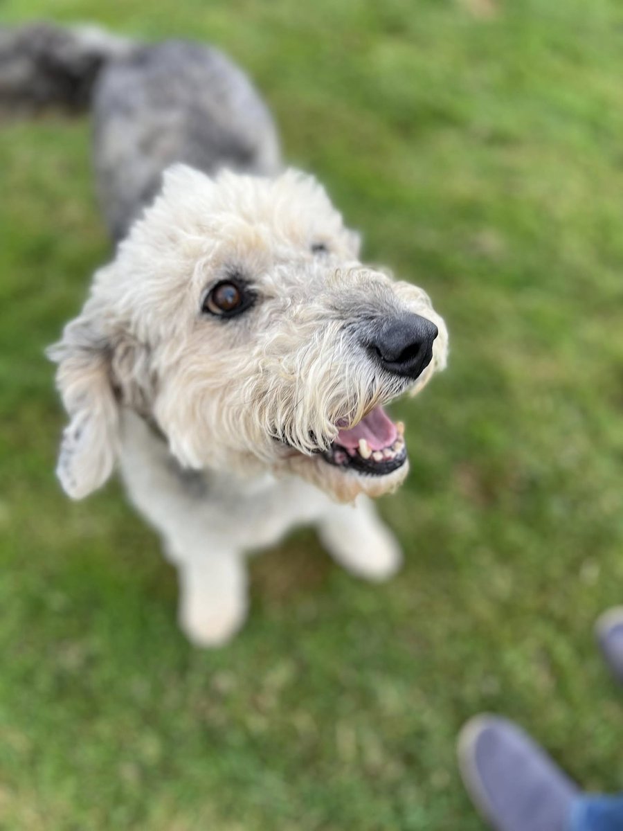 Rescue dogs for rehoming (@rescuedoggypaws) on Twitter photo Scared Sophie nipped the unknown man before retreating in fear. She has no history of previous behaviour like this and, as well as being scared, it is also likely she was in pain with an untreated ear infection at the time.
savingsaintsrescueuk@outlook.com
#Berkshire #Woking Scared Sophie nipped the unknown man before retreating in fear. She has no history of previous behaviour like this and, as well as being scared, it is also likely she was in pain with an untreated ear infection at the time.
savingsaintsrescueuk@outlook.com
#Berkshire #Woking
