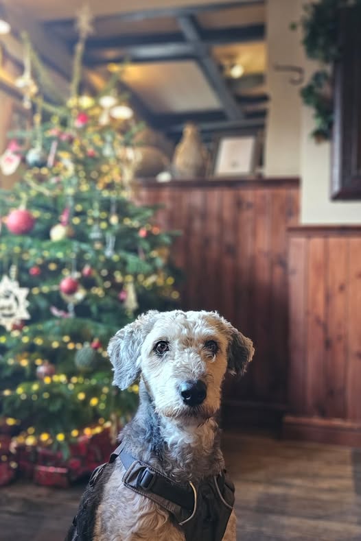 Rescue dogs for rehoming (@rescuedoggypaws) on Twitter photo Sophie is in foster in #Berkshire. This cat friendly, dog friendly, ready made pet has known and has lost the love and comfort of a family and we need to find her another. Around 25kg, size of a small lab
savingsaintsrescueuk@outlook.com
#Reading #Swindon #Oxfordshire #Guildford Sophie is in foster in #Berkshire. This cat friendly, dog friendly, ready made pet has known and has lost the love and comfort of a family and we need to find her another. Around 25kg, size of a small lab
savingsaintsrescueuk@outlook.com
#Reading #Swindon #Oxfordshire #Guildford