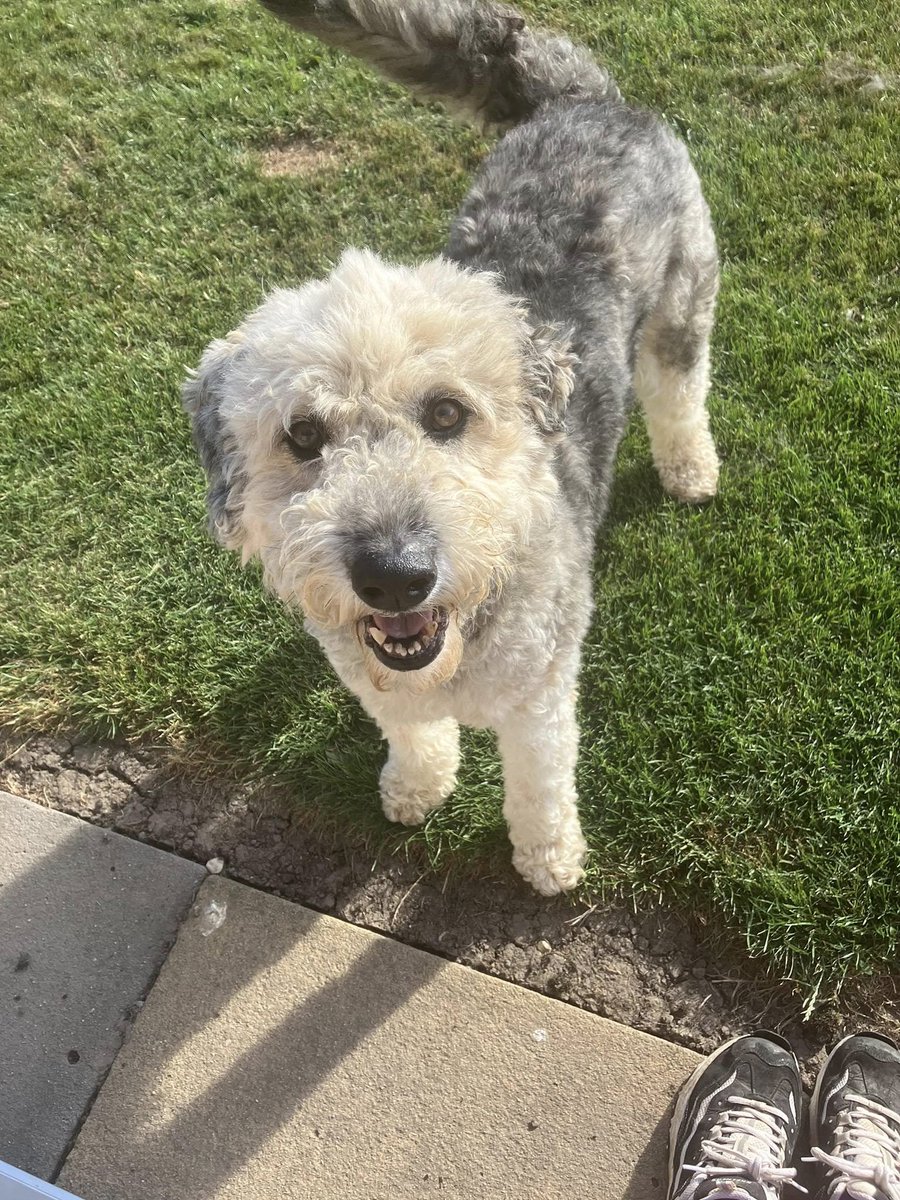 Rescue dogs for rehoming (@rescuedoggypaws) on Twitter photo Sophie loves going out and about and travels well in the car. Sophie happily lived with a family in the UK for three years. However a builder entered the home when Sophie was alone and started making loud banging noises
savingsaintsrescueuk@outlook.com
#Berkshire #Buckinghamshire Sophie loves going out and about and travels well in the car. Sophie happily lived with a family in the UK for three years. However a builder entered the home when Sophie was alone and started making loud banging noises
savingsaintsrescueuk@outlook.com
#Berkshire #Buckinghamshire