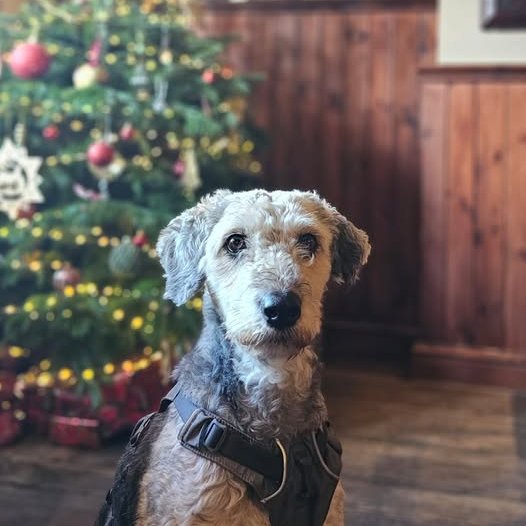Rescue dogs for rehoming (@rescuedoggypaws) on Twitter photo Sophie is around 7 years of age, spayed and apart from an ear infection when she arrived back in their care, she is fit and well
Due to the nip incident they are judging her as unsuitable in a home that has children
savingsaintsrescueuk@outlook.com
#Berkshire #Reading #Bracknell Sophie is around 7 years of age, spayed and apart from an ear infection when she arrived back in their care, she is fit and well
Due to the nip incident they are judging her as unsuitable in a home that has children
savingsaintsrescueuk@outlook.com
#Berkshire #Reading #Bracknell