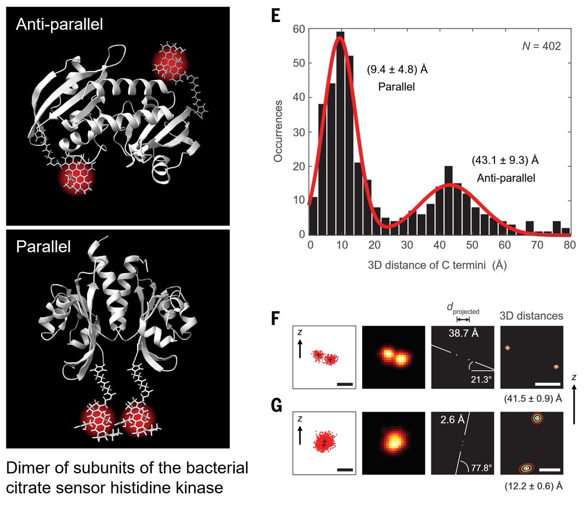 Stefan Hell Labs (@stefanhelllabs) on Twitter photo #MINFLUX detects two arrangements of a protein subunit dimer by directly resolving fluorescent markers at and below FRET-range distances. MINFLUX #imaging has gone inTRA-molecular!
Learn more at
science.org/doi/10.1126/sc…
and
mpinat.mpg.de/4816514/pr_2419
@mpinat <a href="/mpi_mr_hd/">Max Planck Institute for Medical Research</a> #Optics # #MINFLUX detects two arrangements of a protein subunit dimer by directly resolving fluorescent markers at and below FRET-range distances. MINFLUX #imaging has gone inTRA-molecular!
Learn more at
science.org/doi/10.1126/sc…
and
mpinat.mpg.de/4816514/pr_2419
@mpinat <a href="/mpi_mr_hd/">Max Planck Institute for Medical Research</a> #Optics #