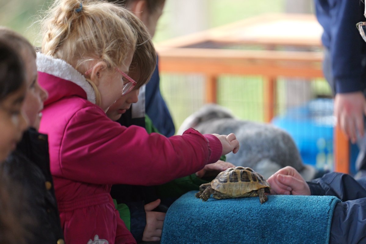 StStephensLancs's tweet photo. Such a treat to have Emily's Mini Farm in our school environmental area earlier this week! Our Early Years children loved meeting the animals! 🐇🐢

Thank you so much to Mr Pratt and our KS2 helpers! 
#sssscience https://t.co/xt9q1twK9D