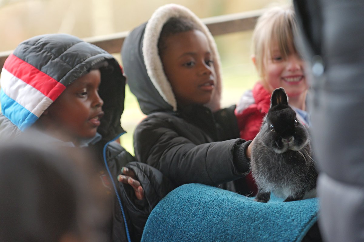StStephensLancs's tweet photo. Such a treat to have Emily's Mini Farm in our school environmental area earlier this week! Our Early Years children loved meeting the animals! 🐇🐢

Thank you so much to Mr Pratt and our KS2 helpers! 
#sssscience https://t.co/xt9q1twK9D
