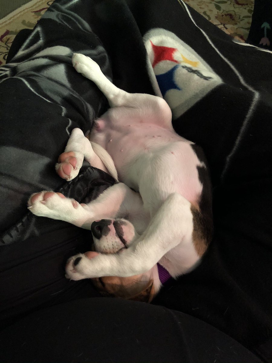 CTjillybean's tweet photo. @beaglefacts @sanwiecz A day early for Throwback Thursday but here are some mini beag pink belly wiggles from @beaglelucylooo https://t.co/F9w0IZRAmI