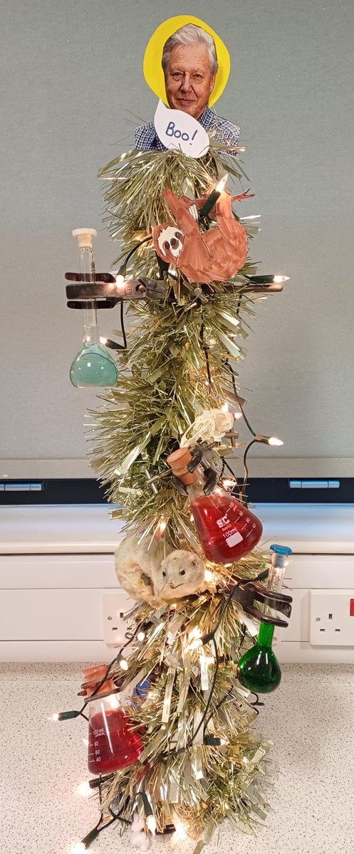 A Biological Christmas tree from Miss Duffus
