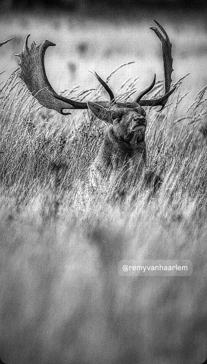 rvhaarle's tweet photo. Antlers like art, the fallow deer poses for the lens of the wild. 🦌🎨 #IntoTheForest https://t.co/6Zjdd4R4cT