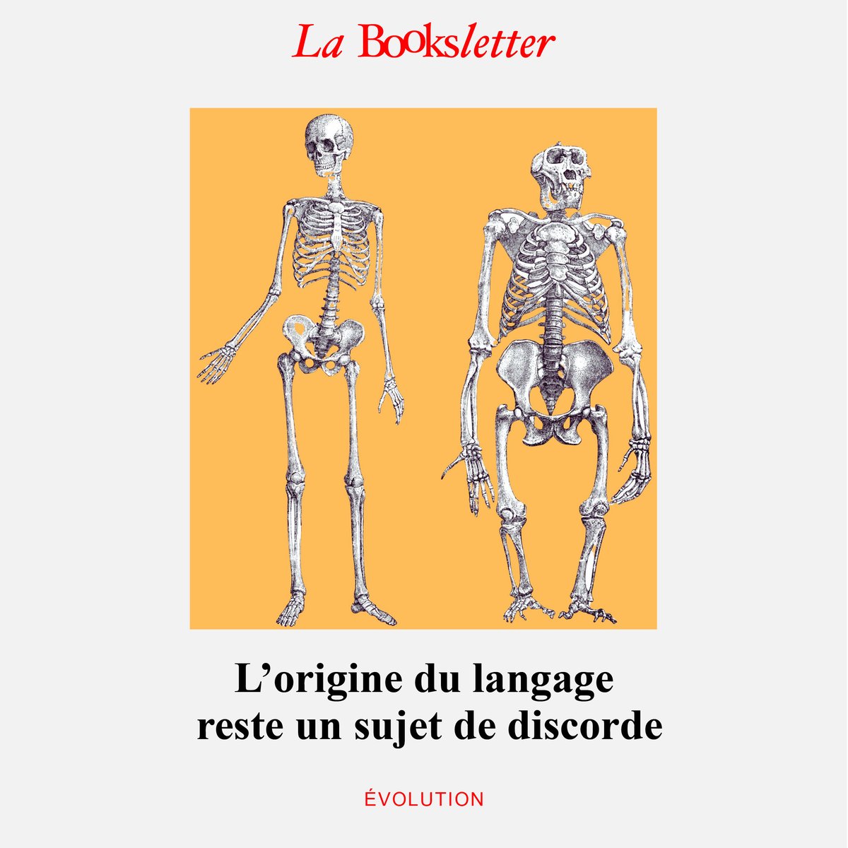 Dans son dernier livre, le paléoanthropologue Steven Mithen aborde la question épineuse de l’origine du #langage humain ☛ books.fr/lorigine-du-la…

📩Chaque semaine, la Booksletter met un coup de projecteur sur cinq livres venus d’ailleurs. ABONNEZ-VOUS ☛ books.fr/inscrivez-vous…