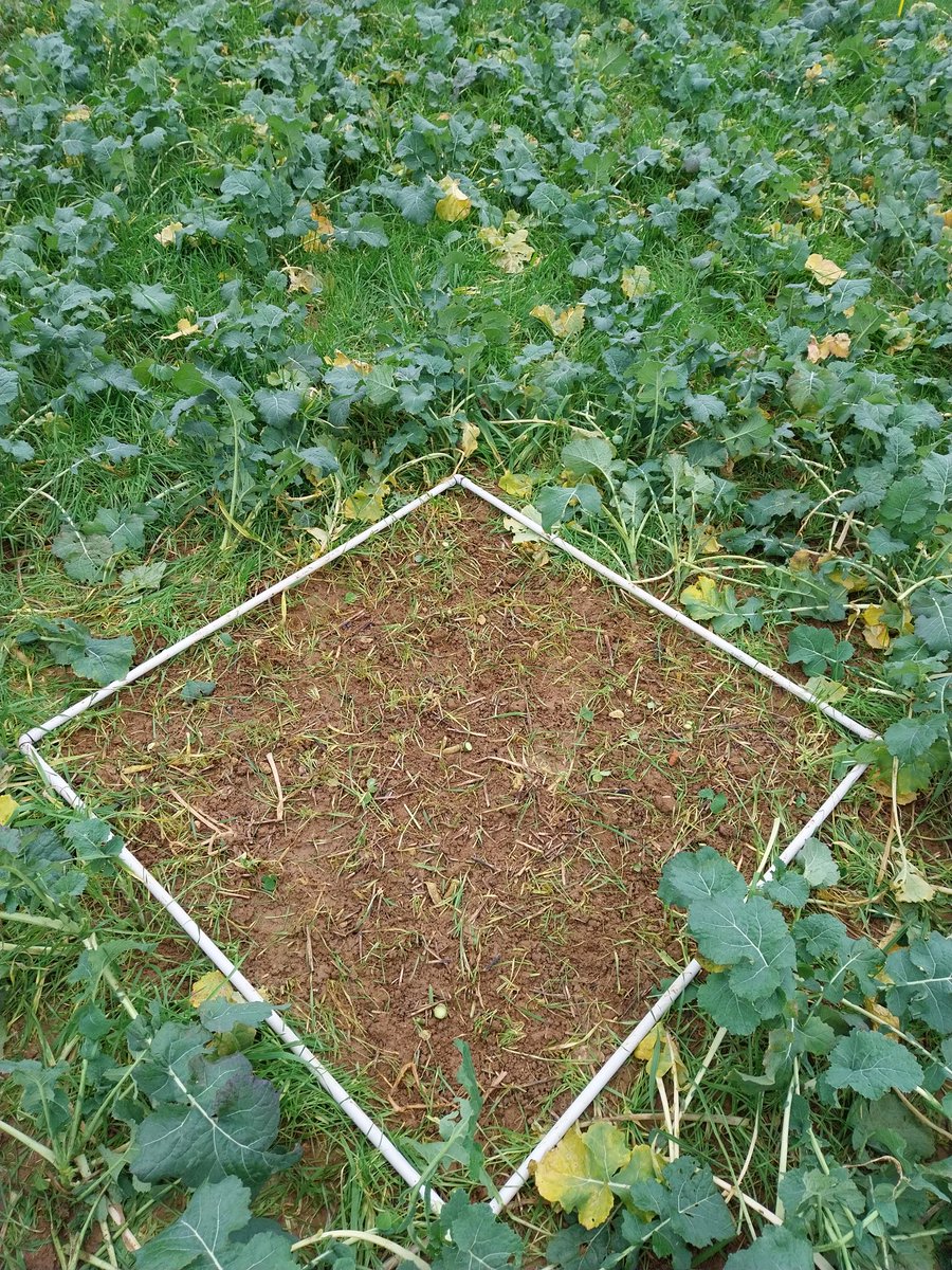 Rude journée sur cet essais #colza stratégie maîtrise des graminées. La <a href="/sencrop/">Sencrop, la météo connectée à vos cultures 🌡️❄️🌦</a> affiche a peine 3.5° et le vent accentu 🥶 . Il faut passer cependant plusieurs heures pour prélever, mesurer et comparer les modalités. #ceuxquifontlesessais