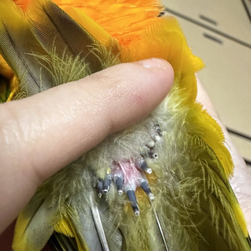 抜けた毛生えてきました😭よかった