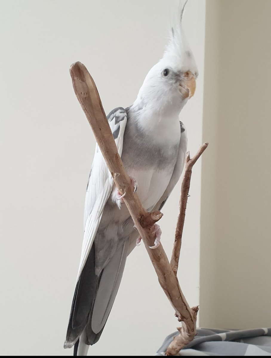 Be On Lookout For

Raj 
White cockatiel
Escaped 8.30 am
Wednesday 11th December
Headley, Berkshire, RG19

Please contact Birdline With sightings

Enquiry2@birdline.org.uk
0845 643 1785
