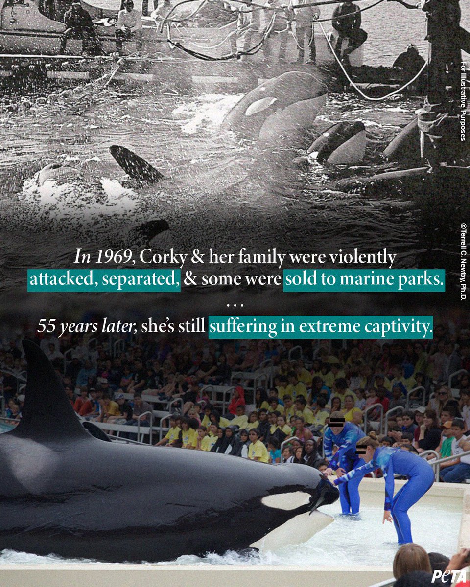 Today marks the dark day that #Corky was violently ripped from her pod &amp; sold into extreme captivity—all because of greed 😔

For almost her entire life, she's only known tiny, barren tanks, loneliness, &amp; sorrow after losing all 7 of her babies 💔

She's still suffering at