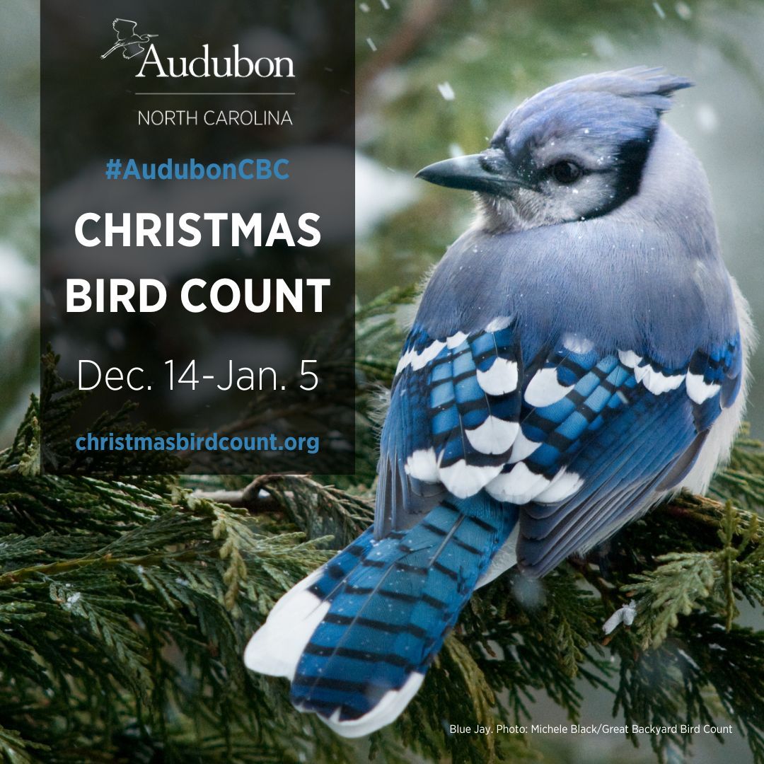 AudubonNC's tweet photo. What better way to close out the year than by participating in the 125th annual #AudubonCBC? The data collected by participants provides vital data used to help us protect birds and the places they need. Find your local count: https://t.co/GWCF8gGQrP https://t.co/K345QzSbY1