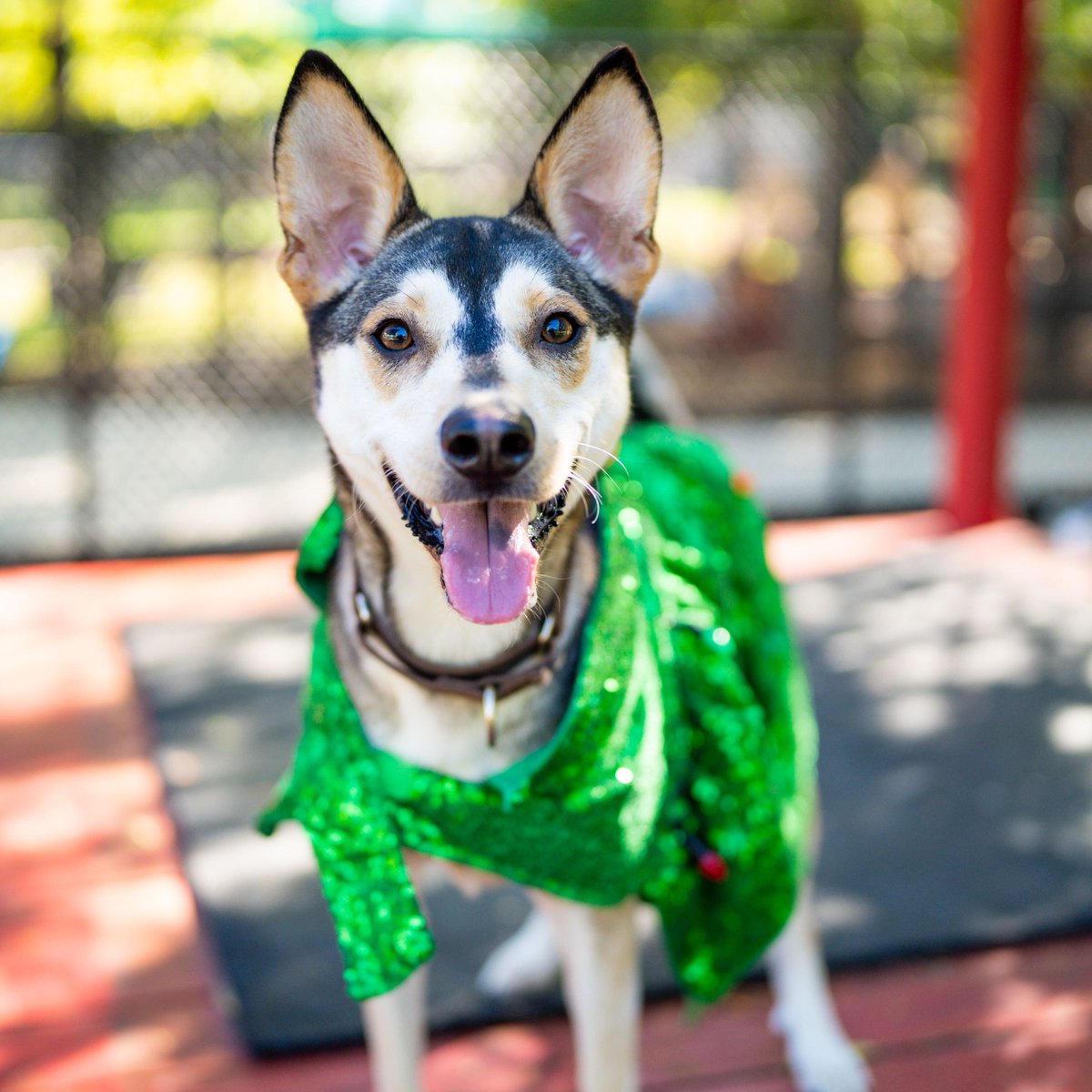 We will be opening at 2:00 PM today, December 11th, to allow our team to participate in a team-building event.🎄❤️⁠
⁠
 Come visit us to find your new furry friend!