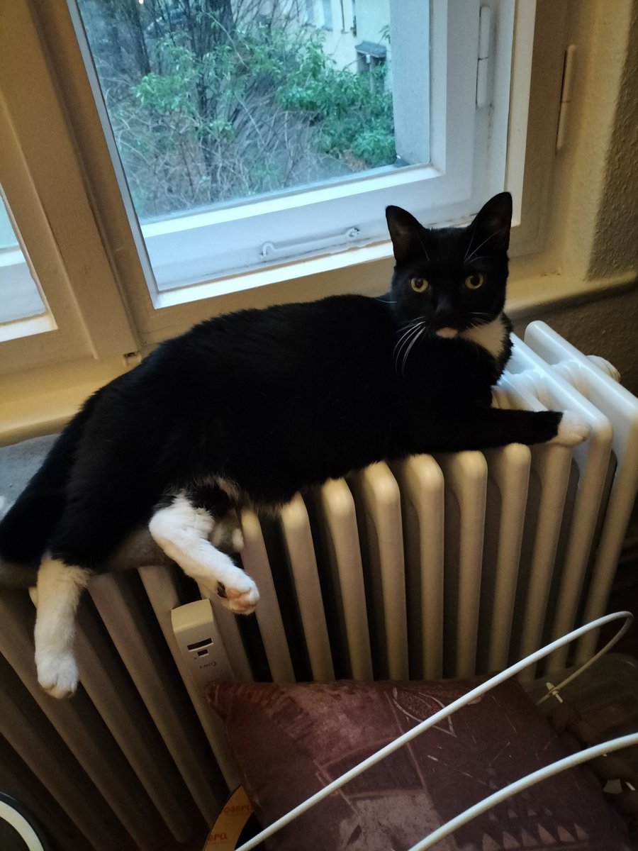 Schön warm hier...😁🐾🐈‍⬛