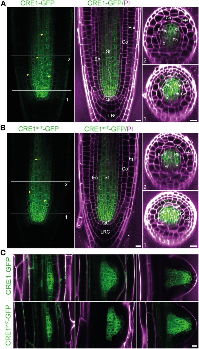 sci_plant's tweet photo. A decoy receptor derived from alternative splicing fine-tunes cytokinin signaling in Arabidopsis 

https://t.co/0a5Z02130H 
#plantscience ♻️ https://t.co/oaU4gZjoil
