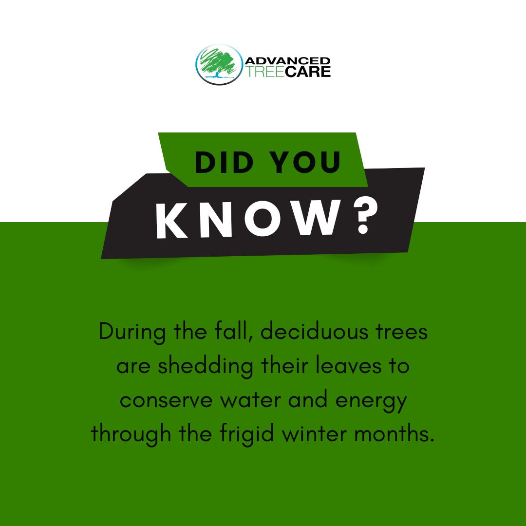 AdvancedTree1's tweet photo. Did You Know? During the fall, deciduous trees shed their leaves to conserve water and energy for the cold winter months ahead. 🍁 

This natural process helps them survive and thrive when resources are scarce. 🌳

Learn more: https://t.co/hVCO8xncS9

#AdvancedTreeCare #TreeCare https://t.co/snLnWx57QE