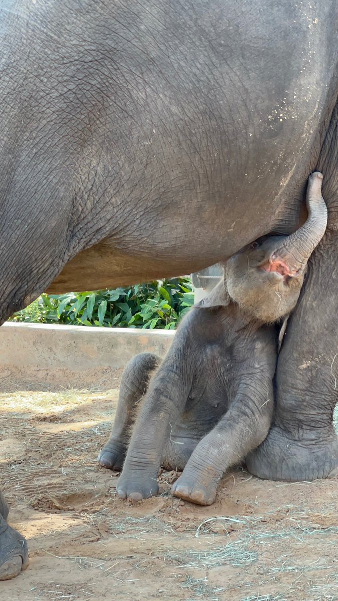 KirbyElephant's tweet photo. BIG KIRBY ENERGY 🐘

#Kirby #KirbyKrew @houstonzoo https://t.co/bFpViEdD1i