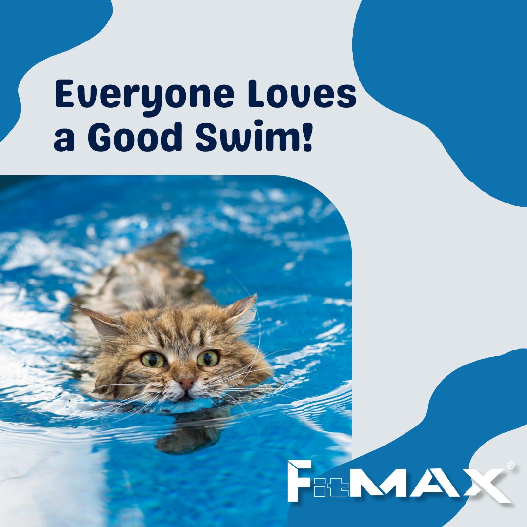 iPoolFitmax's tweet photo. Swimming is the perfect activity for all ages, including pets! 🌟 Bring the whole family together and enjoy some fun pool time with a Fitmax iPool. https://t.co/wlaGGacUiR https://t.co/hJ50Sksshd