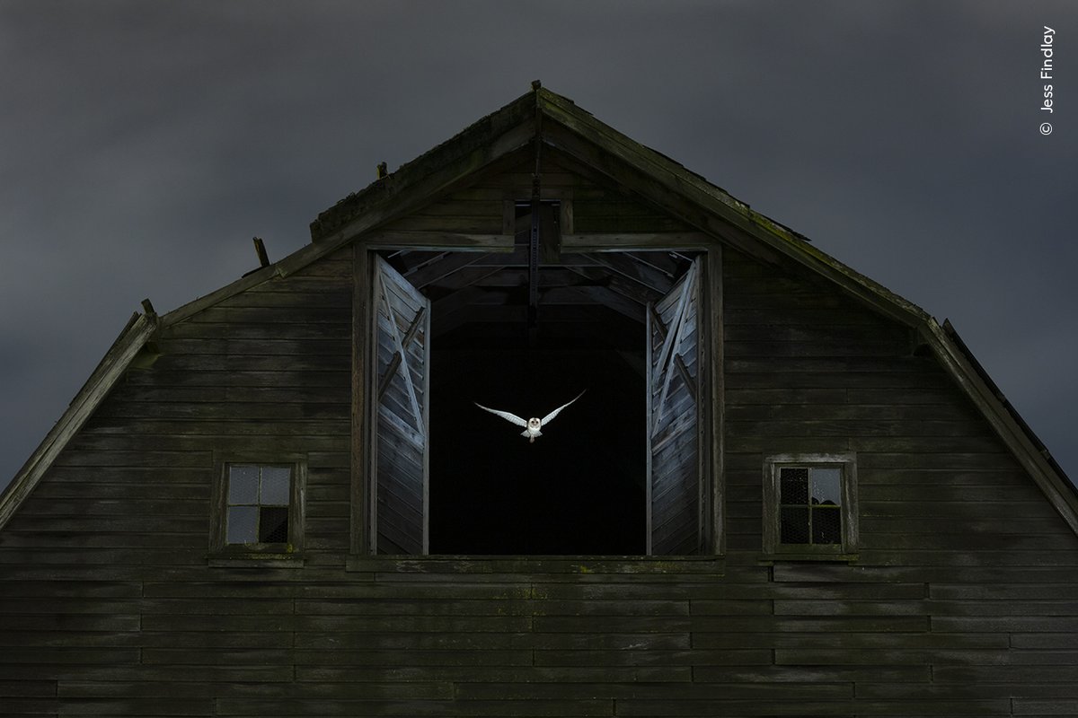 3, 2, 1... action! 🦉 

A ghostly barn owl exits the hayloft window of a derelict barn to hunt in fields outside Vancouver, Canada.  

Vote for your favourite image in the #WPYPeoplesChoice Award 2024 now: brnw.ch/21wPlr6