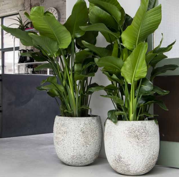 FunkyYukka's tweet photo. Transform your workspace with the power of nature! 🌿Our expert team at Funky Yukka creates stunning indoor gardens and plant displays that enhance your office's aesthetic appeal while improving air quality and employee well-being.  #biophillia #officedesign  #workplacewellness https://t.co/qkcaQNeo9w