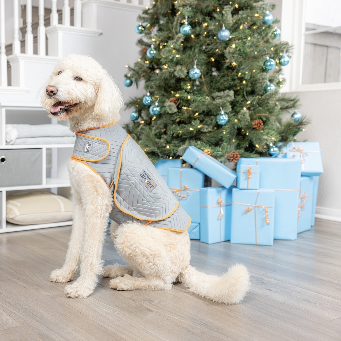 On the 11th day of December, my owners gave to me… A ThunderShirt Sport so I can look pretty ✨