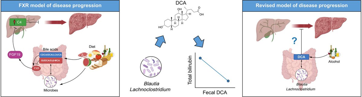 JHEP_Reports's tweet image. ❕Fecal deoxycholic acid associates with diet, intestinal microbes, and total bilirubin in primary sclerosing #cholangitis

🔓#OpenAccess at👉jhep-reports.eu/article/S2589-…

#LiverTwitter
@clbowlus