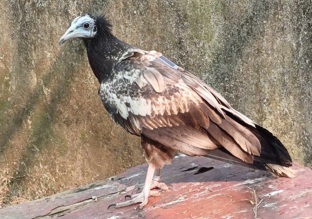 wii_india's tweet photo. In a *first* for *#Chhattisgarh* and as part of a *#rewilding* effort  a young *Egyptian Vulture* that was *#rescued* few months ago was *#geotagged* and *successfully released* on *10/12/2024* at the *Jungle Safari, Raipur* with  the technical support of the *Wildlife Institute of India.* 

@ChhattisgarhCMO @SafariRaipur @Dhammshilganvir
@wii_india
@vrtiwari1
@sureshwii