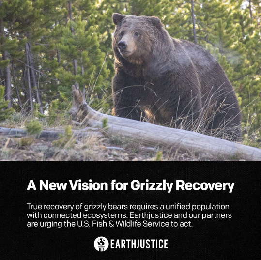 .<a href="/USFWS/">U.S. Fish and Wildlife Service</a> may strip grizzly protections, leaving them vulnerable to extermination. In response, Earthjustice and 14 partners are pushing for a new science-based recovery plan that connects isolated grizzly populations and ensures their long-term survival. ejus.tc/3DbUyGH