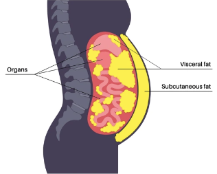 AskCoachKev's tweet photo. The worst part about carrying too much fat?

It's not how your clothes fit.

It's the build-up of visceral fat around your vital organs, excreting toxins into your blood.

Get rid of it ASAP with these 12 tips:

(Bookmark this) https://t.co/Bg9NxgYNXC