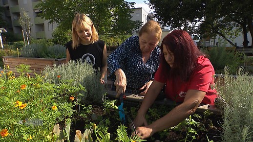 Die Stadt Villach (A) will mit Hilfe der Caritas zur demenzfreundlichen Stadt werden. Im Villacher Stadtteil Perau gibt es auf einem 4.500 Quadratmeter grossen Areal nun eine „Urban Gardening Zone“, wo Demenzkranke gemeinsam garteln. kaernten.orf.at/stories/326706…