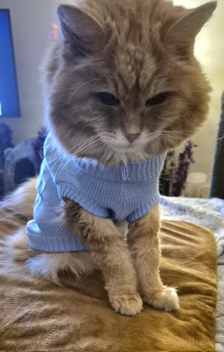 REDSJEWELS1's tweet photo. 'Oo fancy food thingy ordered..will be fun seeing her put it together..took her 4 hrs to build an exercise bike and then she put the computer bit on upside down!!xx' 😹😹 #Billcat #cats #CatsOfTwitter #CatsOnTwitter #CatsOfX #CatsOnX #CatsAreFamily #Hedgewatch https://t.co/M7J5ipWVPP