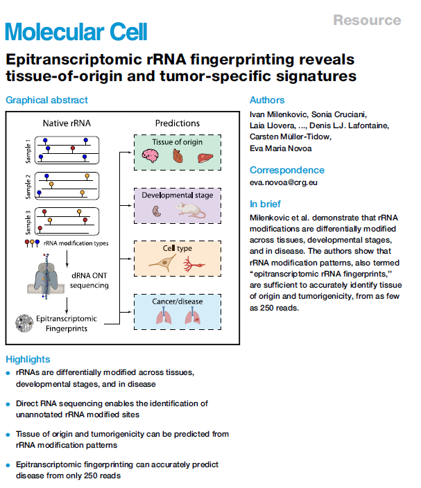 Ivan Milenkovic (@ivanbeki) on Twitter photo I am very proud to share that our ‘epitranscriptomic fingerprinting’ manuscript is now published in <a href="/MolecularCell/">Molecular Cell</a> ! You can access the article here: authors.elsevier.com/c/1kF253vVUPRn…; for highlights see the thread below. (1/11) I am very proud to share that our ‘epitranscriptomic fingerprinting’ manuscript is now published in <a href="/MolecularCell/">Molecular Cell</a> ! You can access the article here: authors.elsevier.com/c/1kF253vVUPRn…; for highlights see the thread below. (1/11)