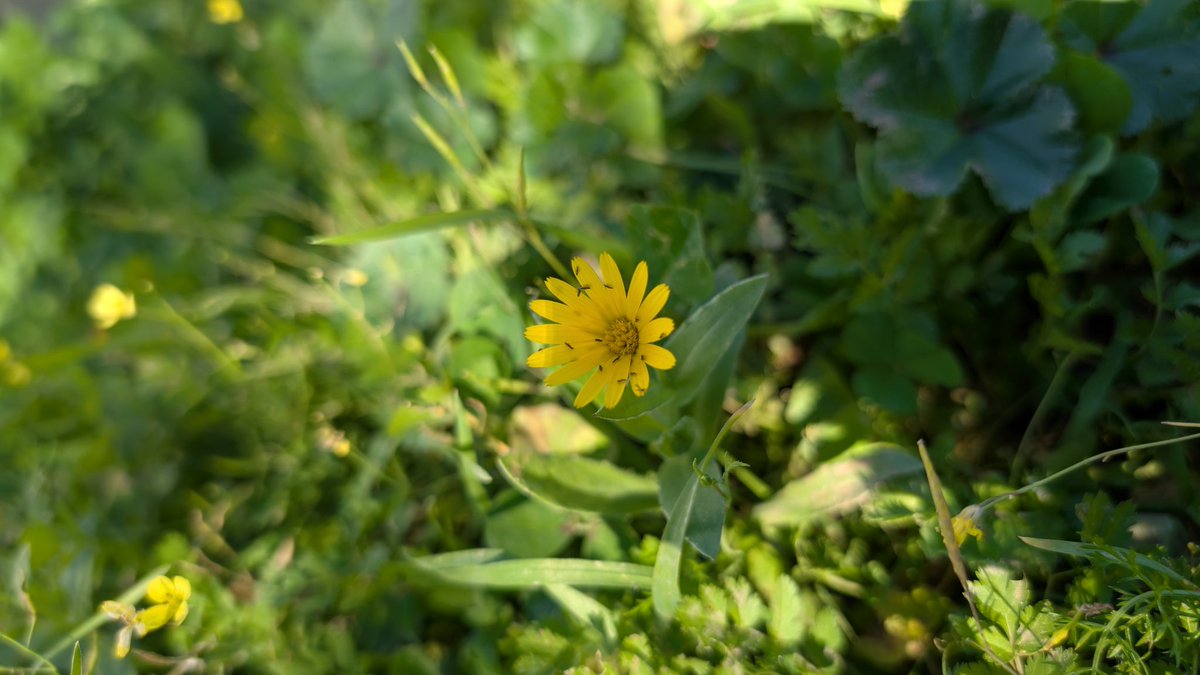 jbravog9's tweet photo. Apostar por la biodiversidad, por una menor pérdida de suelo, por un mejor control de plagas, por cultivos más resilientes y por una mayor actividad biológica del suelo entre muchas otras. 

Fotos de hectáreas y hectáreas de olivar ecológico en Córdoba 🌳 https://t.co/EIIL8Q4khv