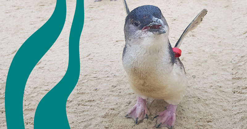 Meet the world’s smallest penguin! Fairy Penguins 🐧💙They measure just over 25cm tall and weigh around 1kg. 

You'll find them zipping about in the water, reaching speeds of up to 15mph and living up to their scientific genus name, Eudyptula, which means 'good little diver’.
