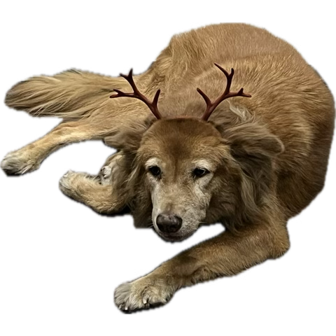 MP49225's tweet photo. 🐕 https://t.co/sDA3BWsvIp
