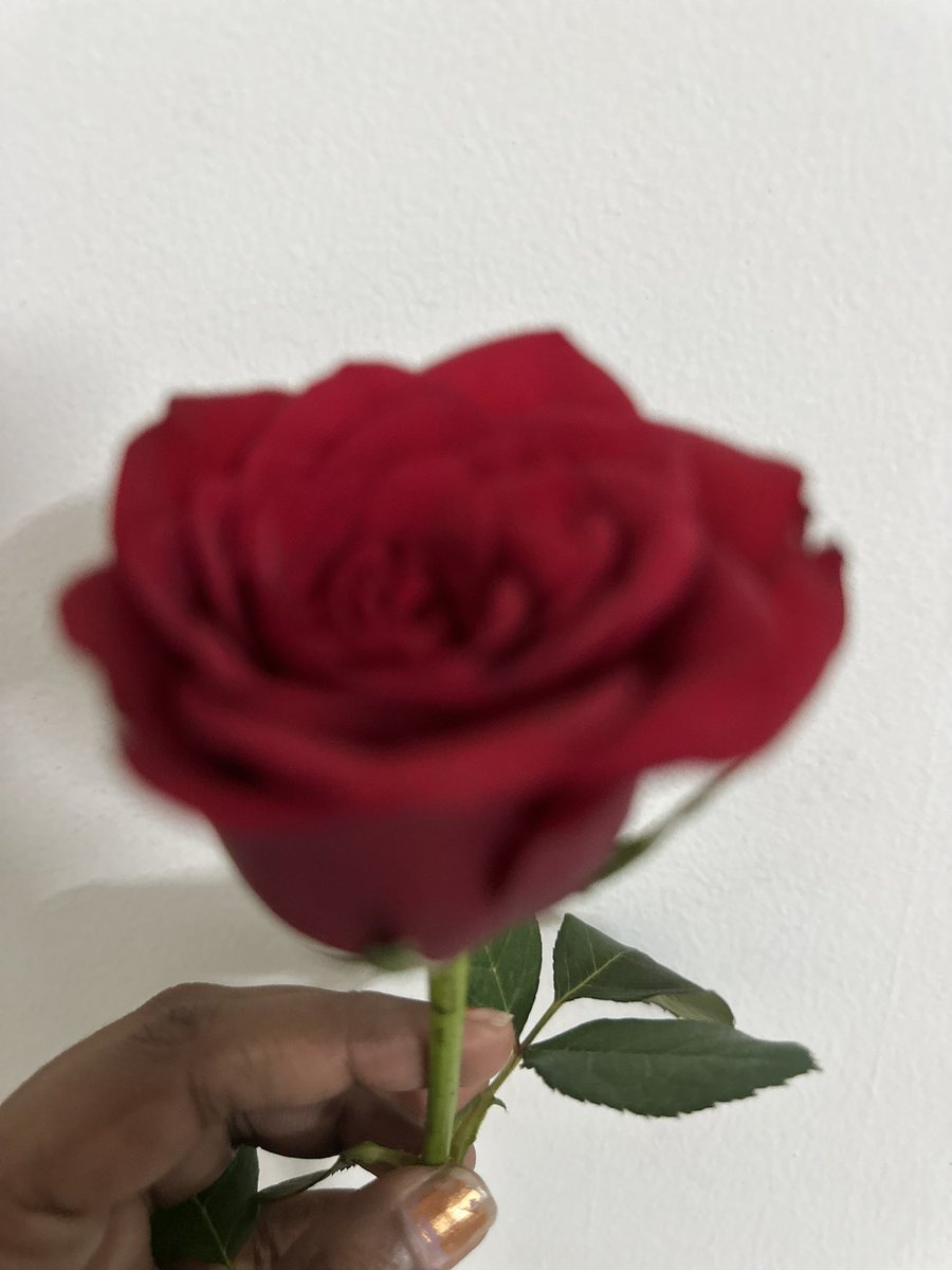 NeysaReddy's tweet photo. Love is like a rose—delicate, beautiful, and filled with layers. But even its thorns are a reminder that the best things in life require care and courage. 🌹… https://t.co/CFislcll8w