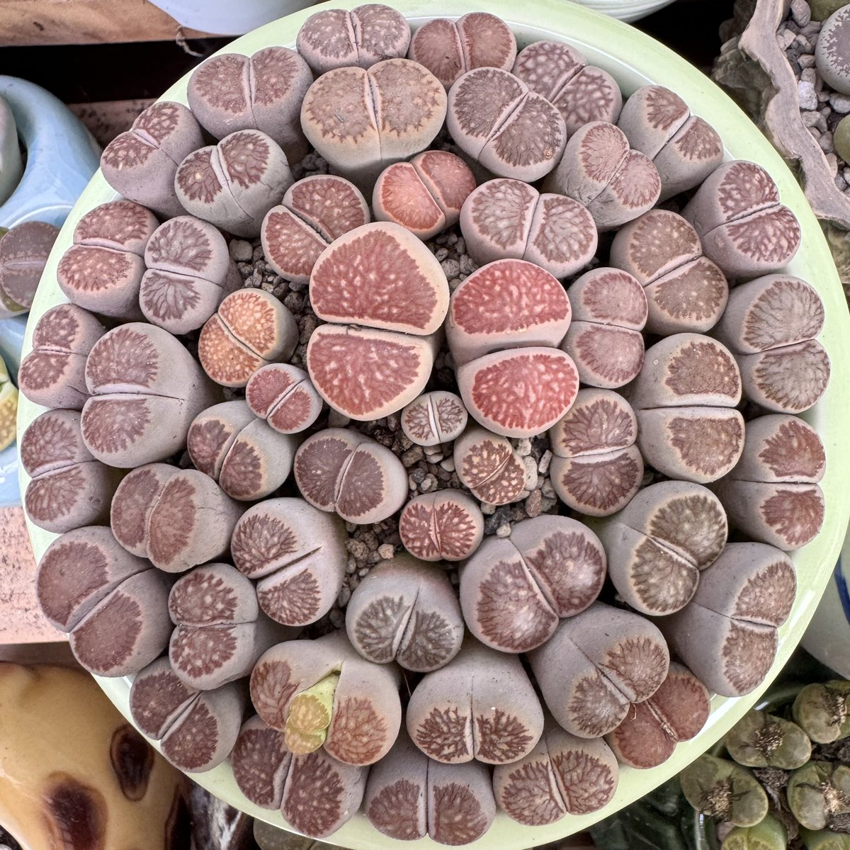 #assortedlithops