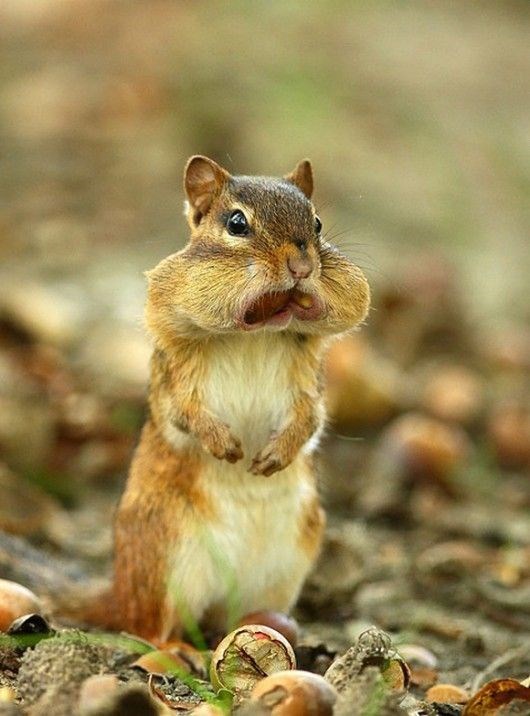 gifdoozer's tweet photo. Why is no one making the squirrel girl giving a balls deep  deepthroat (literally) like this...
it's the first thing i expected to see https://t.co/a6GbqM3p0p