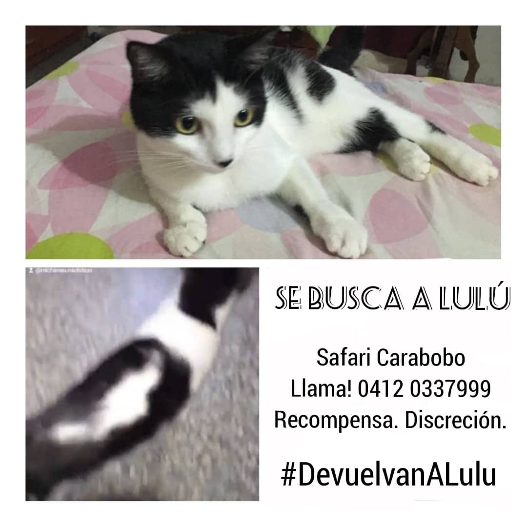 NuriTrejo's tweet photo. #11Dic #Atención Safari #Carabobo, si conoces la ubicación de #LuluSomosTodos, por favor llama al 0412 0337999 único contacto. Discreción, Recompensa y Nuestra Gratitud. #LuluEsElMilagro, ayúdala a regresar con su #Familia. https://t.co/PLmUq6UjbC
