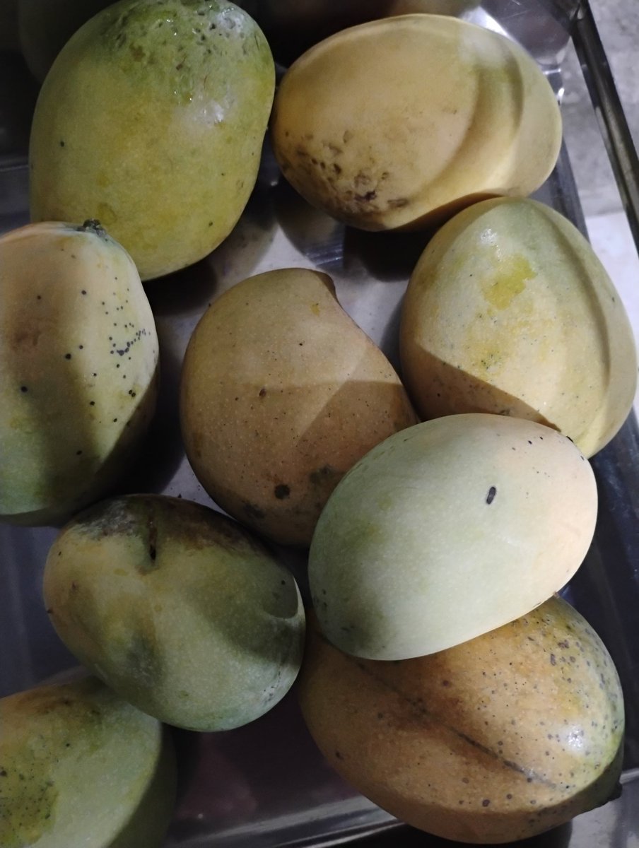 Aqui em Belém do Pará essa fruta se pega nas ruas, caídas das árvores. E quem souber o NOME ganhará passe para visitar o presidente Lula no hospital.