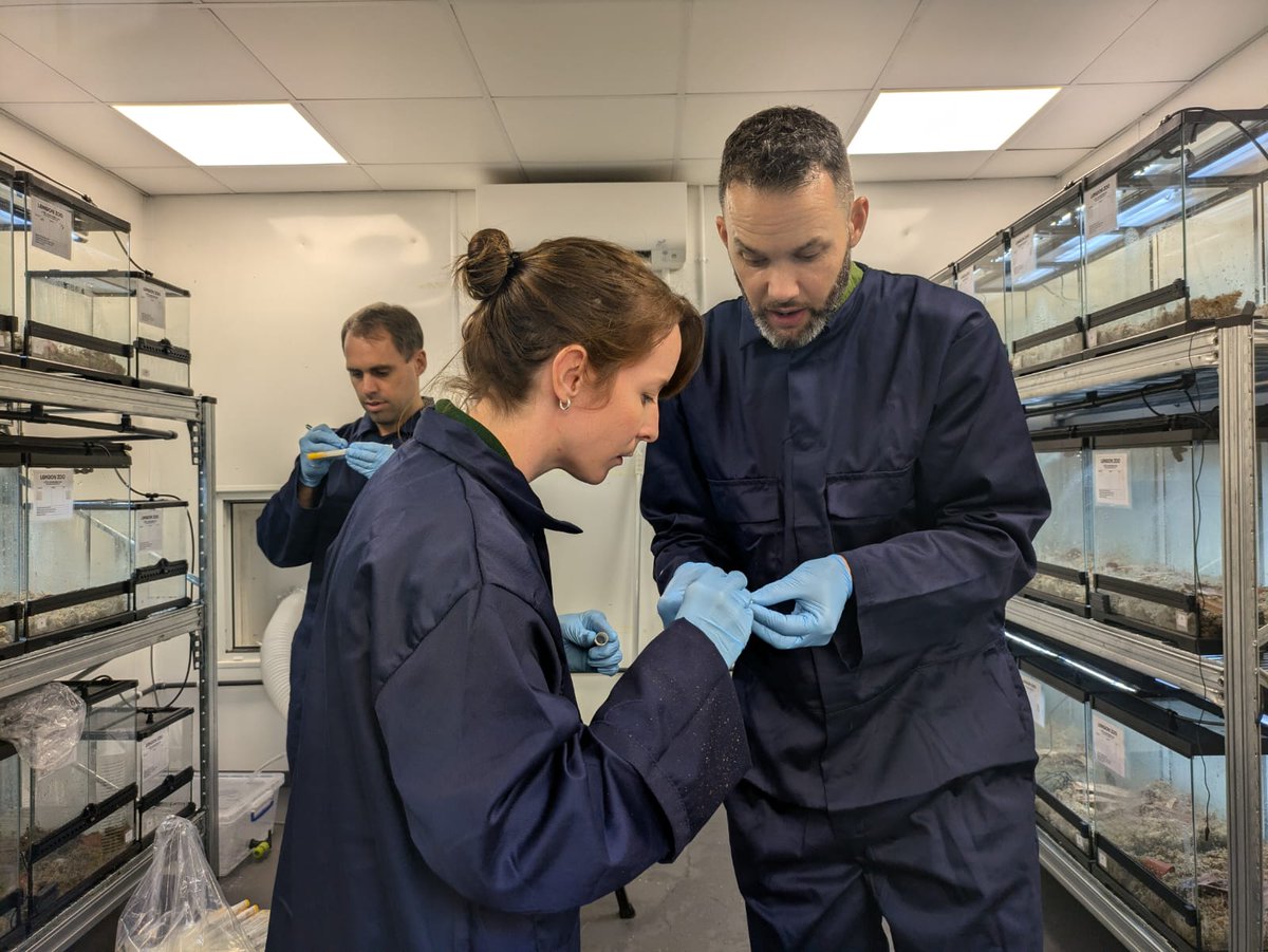 ladera_sur's tweet image. #ArtículoLS Pandemia de los anfibios devasta las poblaciones más grandes de ranita de Darwin🐸

🌐Un trabajó en conjunto con una red global de científicos para salvar a la ranita de Darwin, un anfibio emblemático de Chile.

🔗Revisa más detalles aquí:👇
ow.ly/YFWv50UpohZ